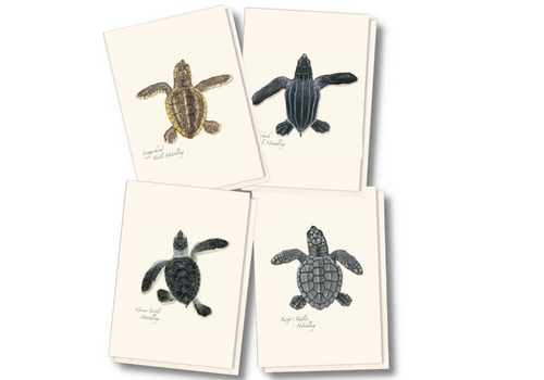  Earth sky water Sea Turtle Hatchling Assorted Boxed Notecards 