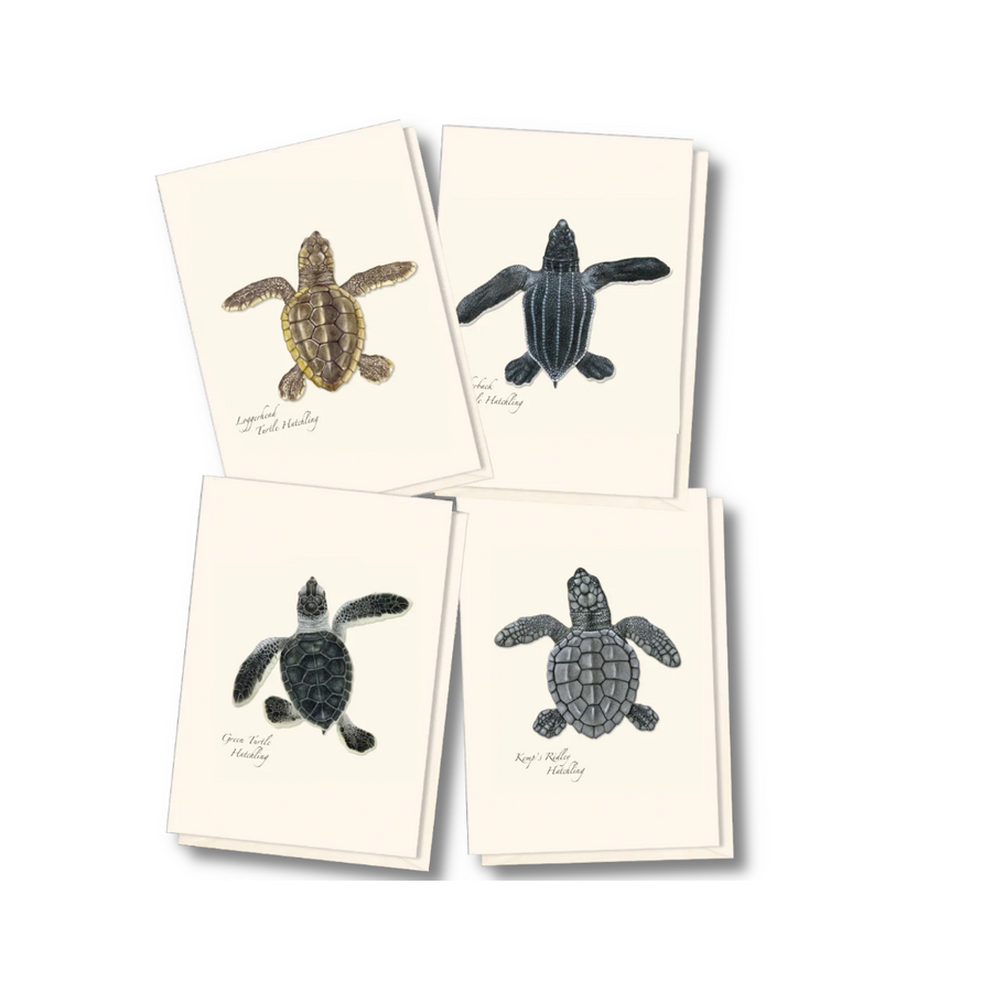 Sea Turtle Hatchling Assorted Boxed Notecards