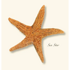 Earth sky water Sea Star Boxed Notecards