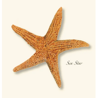 Sea Star Boxed Notecards