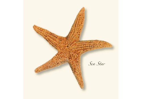  Earth sky water Sea Star Boxed Notecards 