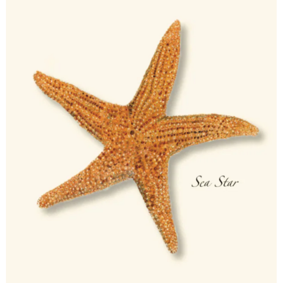 Sea Star Boxed Notecards