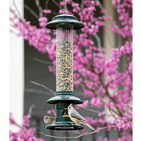 Squirrel Buster Evolution