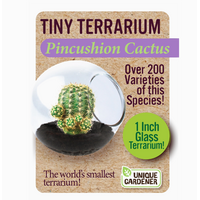 Tiny Terrarium Cactus