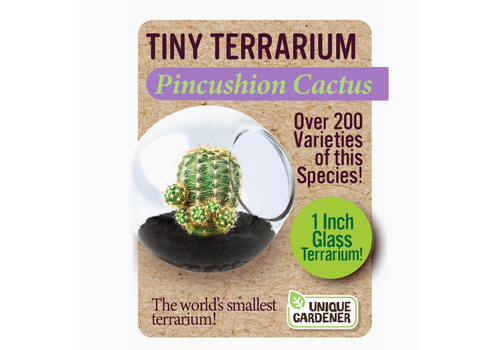  Tiny Terrarium Cactus 