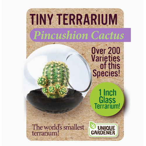  Tiny Terrarium Cactus 