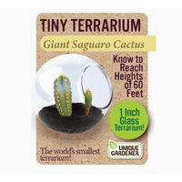 Tiny Terrarium Cactus