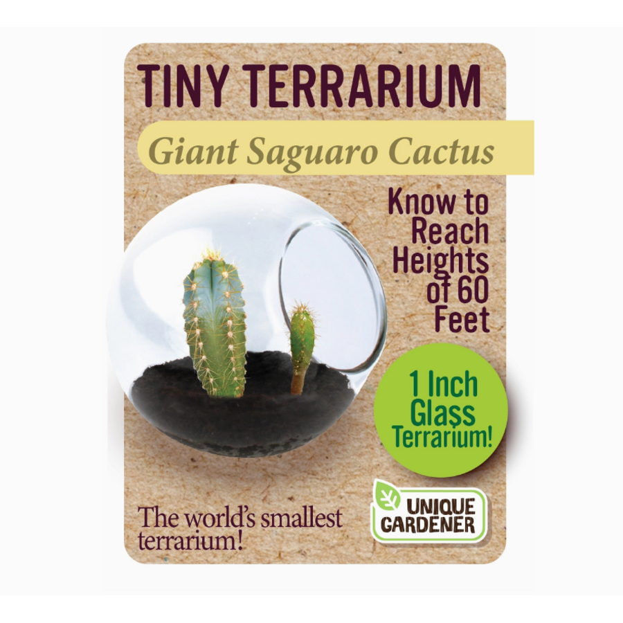 Tiny Terrarium Cactus