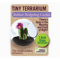 Tiny Terrarium Cactus