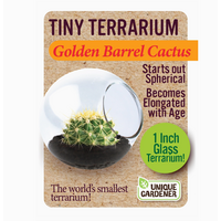 Tiny Terrarium Cactus
