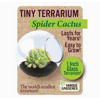 Tiny Terrarium Cactus