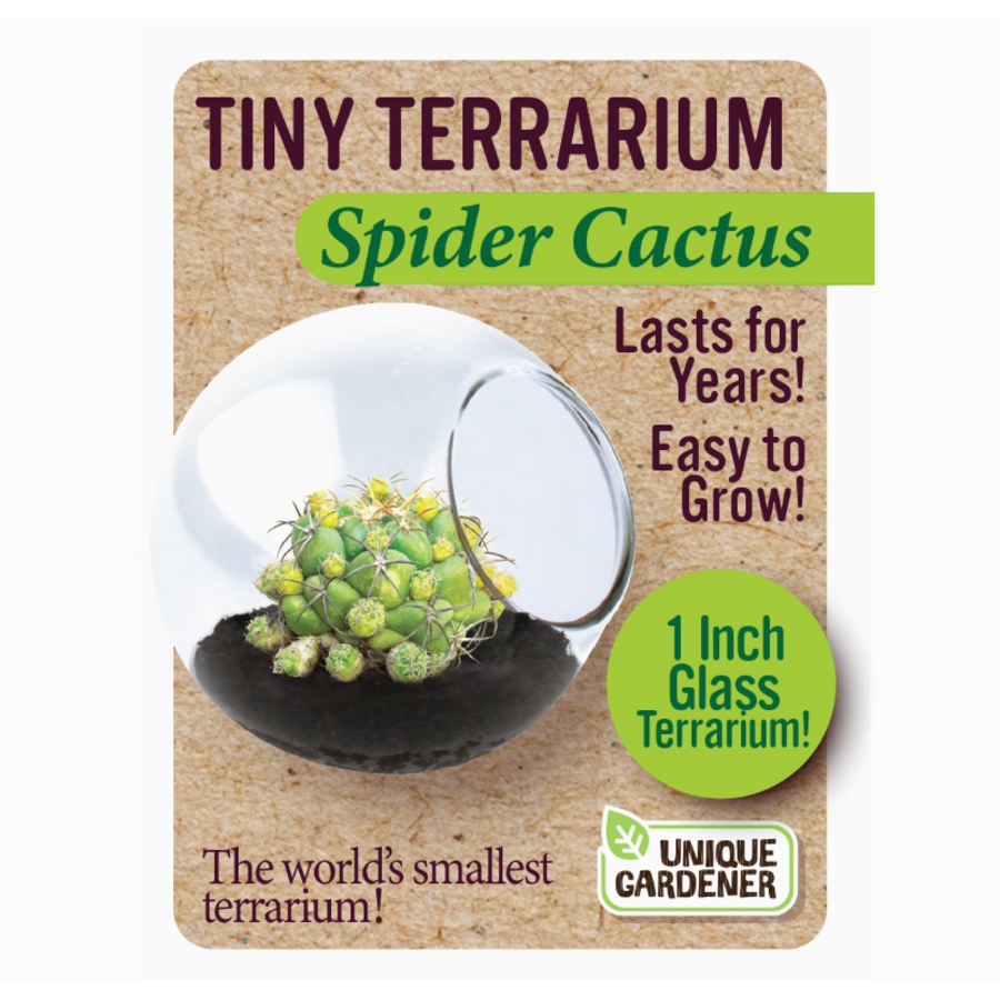Tiny Terrarium Cactus