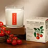 KOBO Plant the Box Candle Wild Tomato Vine
