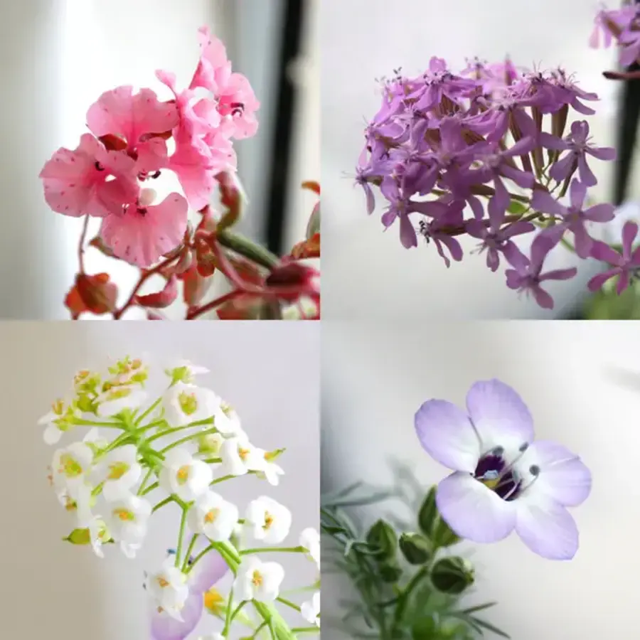 Plantable Seed Card Wildflower Bouquet