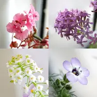 Plantable Seed Card Garden Boots