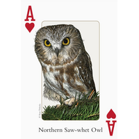 Birds of Northeast Playing Cards