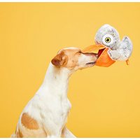 Big Bill & Beak-A-Boo Fish Dog Toy