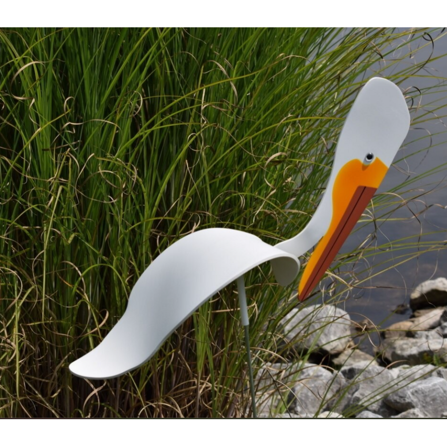 American White Pelican