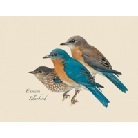Peterson Bird Boxed Notecards