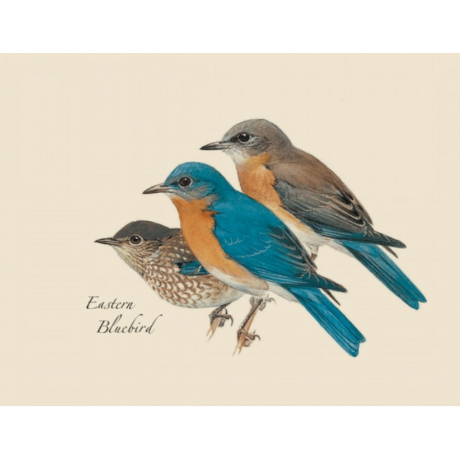 Peterson Bird Boxed Notecards