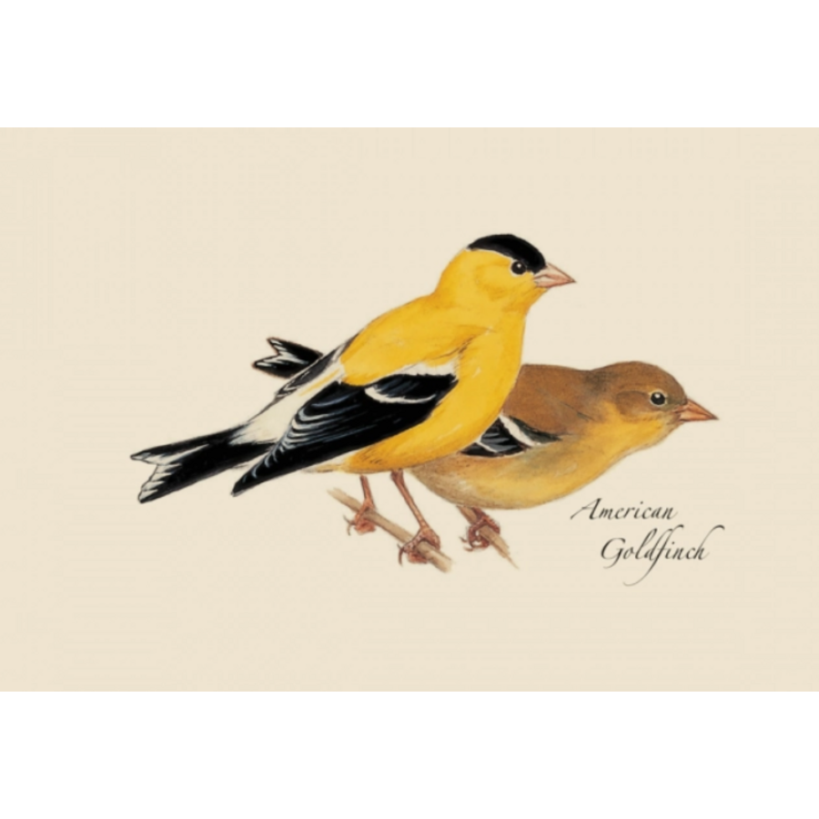 Peterson Bird Boxed Notecards