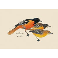 Peterson Bird Boxed Notecards
