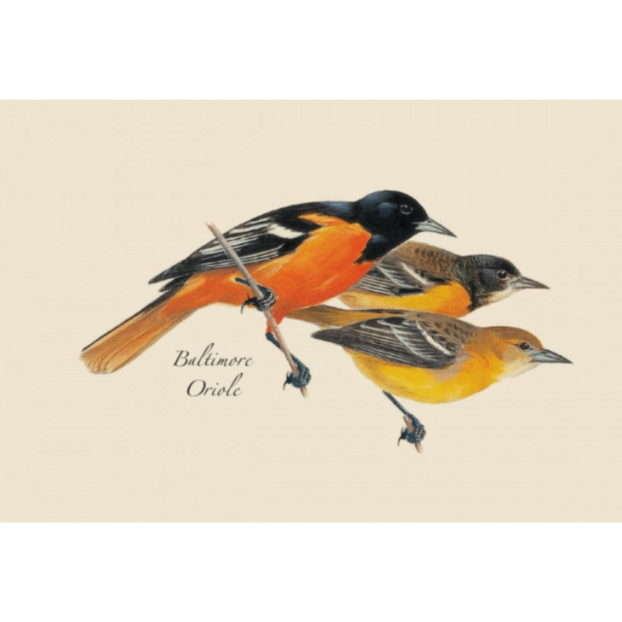 Peterson Bird Boxed Notecards