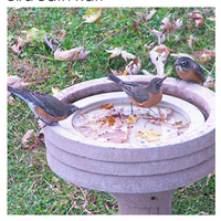 Bird Bath Raft