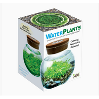 Waterplants Aquatic Seed Kit Glass Terrarium with LED Light