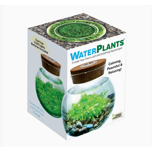  Silver Circle Products Waterplants Aquatic Seed Kit Glass Terrarium with LED Light 