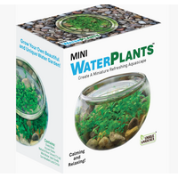 Mini Water Plants Terrarium