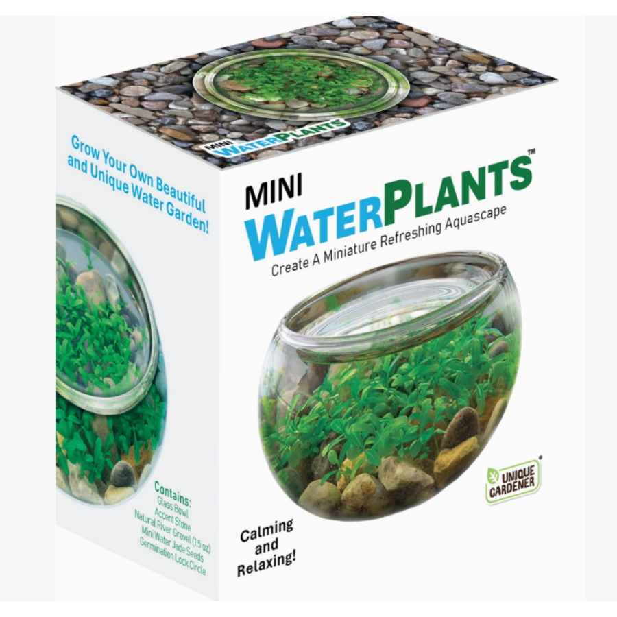 Mini Water Plants Terrarium