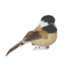 Clip-On Bird Ornament 2.75"