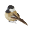 Clip-On Bird Ornament 3.5"