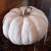 Flocked Pumpkin Decor