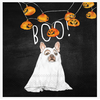 Boston International Paper Cocktail Napkins 20 Ct Boo Dog Halloween