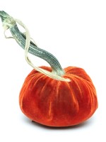 Hot Skwash Hot Skwash 3" Apricot Velvet Pumpkin