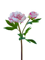 American Best 26" Ruffled Peony X1F1B | Fresh Touch Pink
