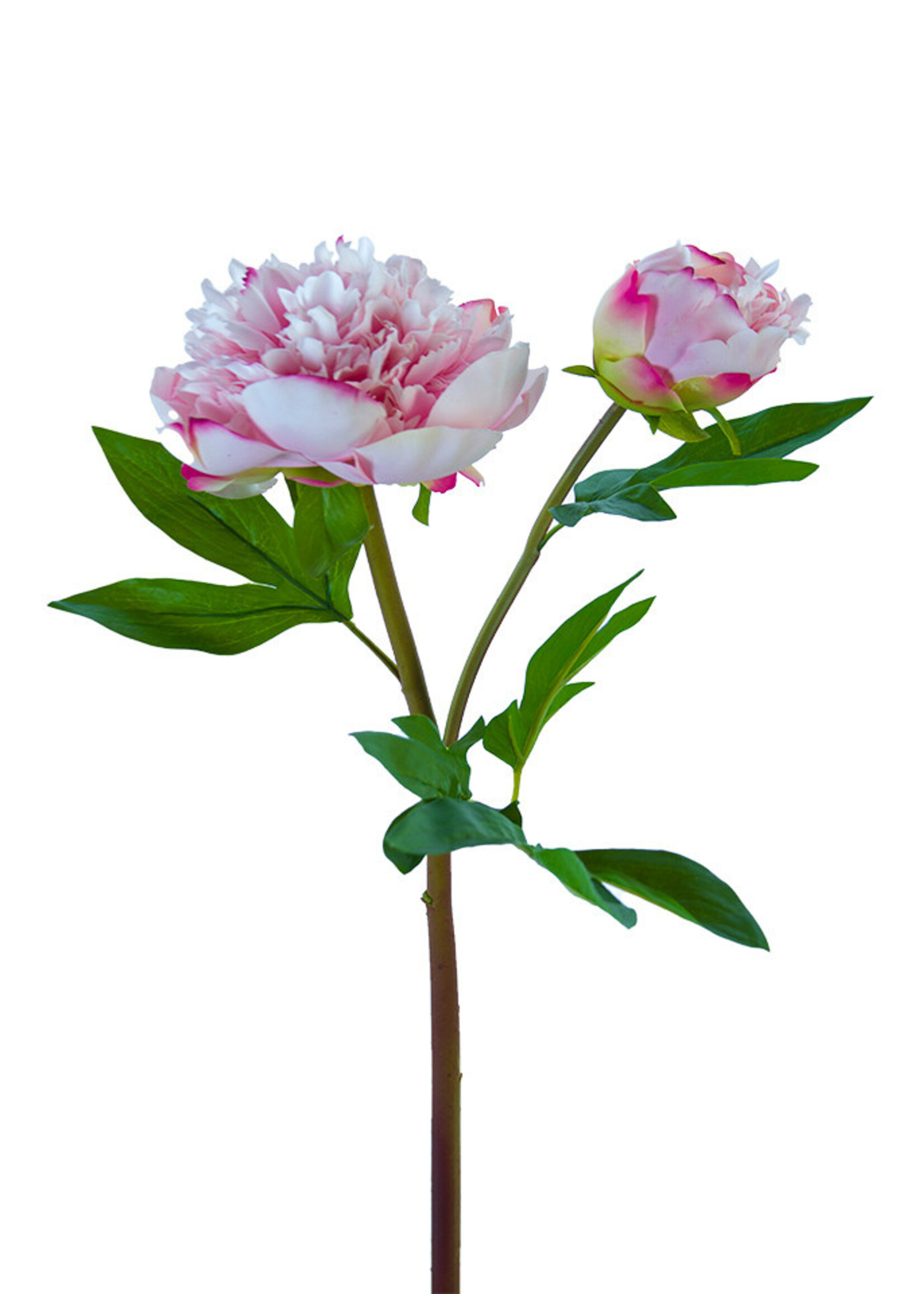 American Best 26" Ruffled Peony X1F1B | Fresh Touch Pink