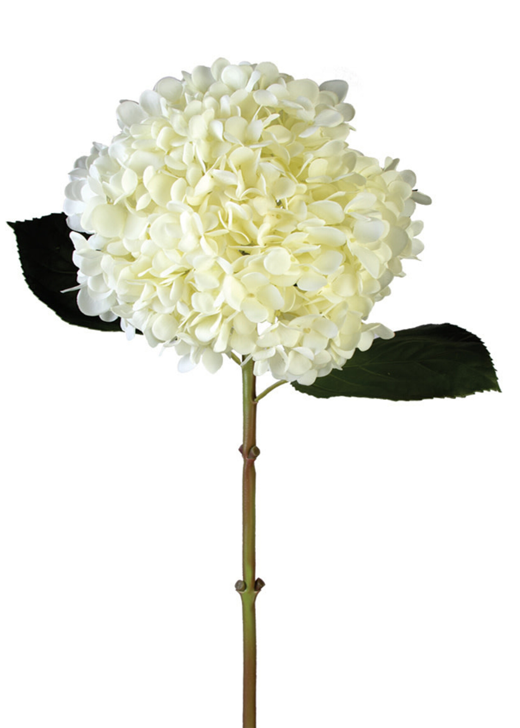 American Best 28" COL Mophead Hydrangea Stem | Cream 10"D
