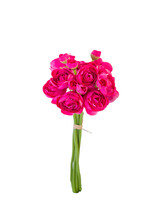 American Best 11" Mini Ranunculus Bundle | Fuchsia
