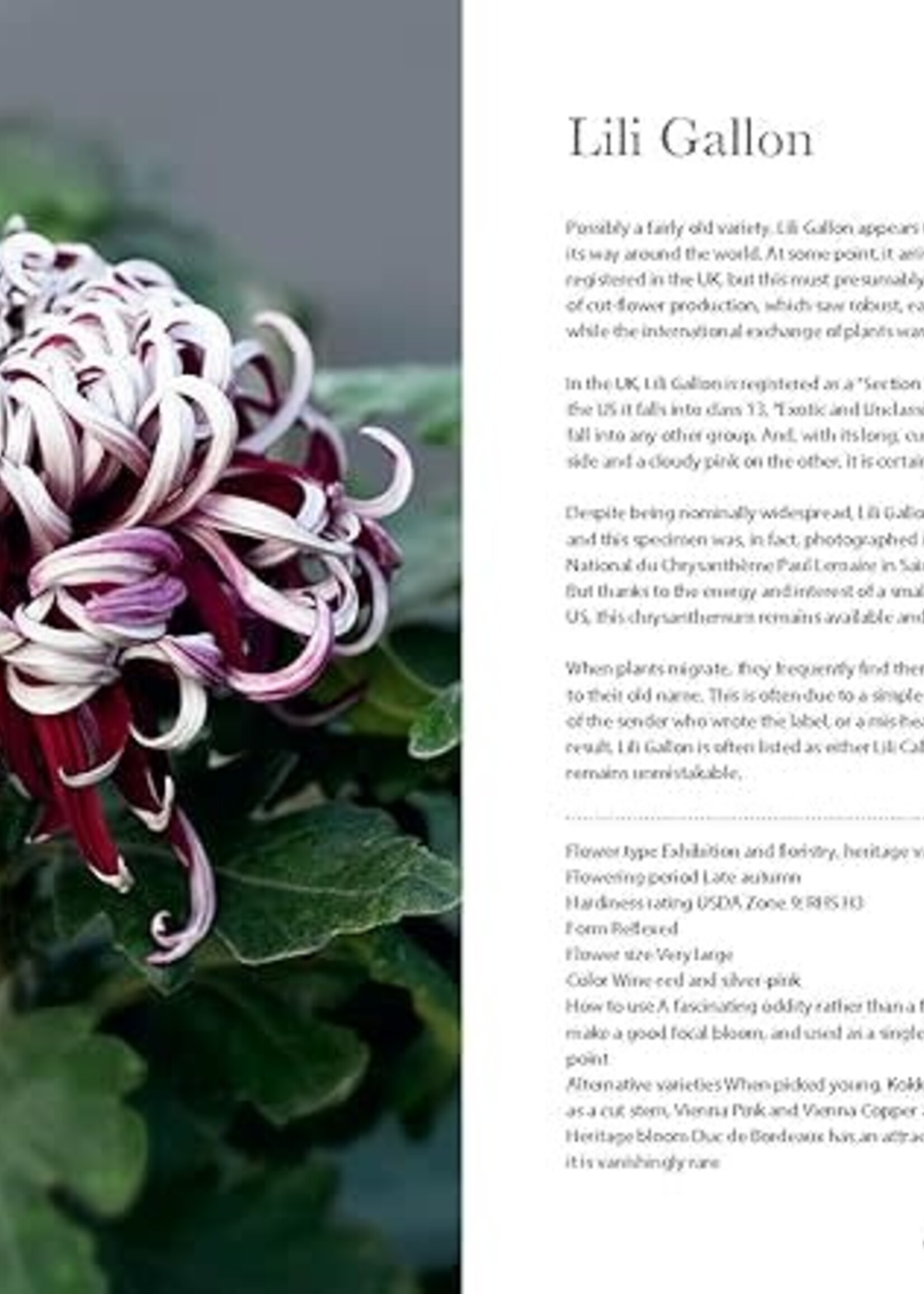 Books CHRYSANTHEMUMS