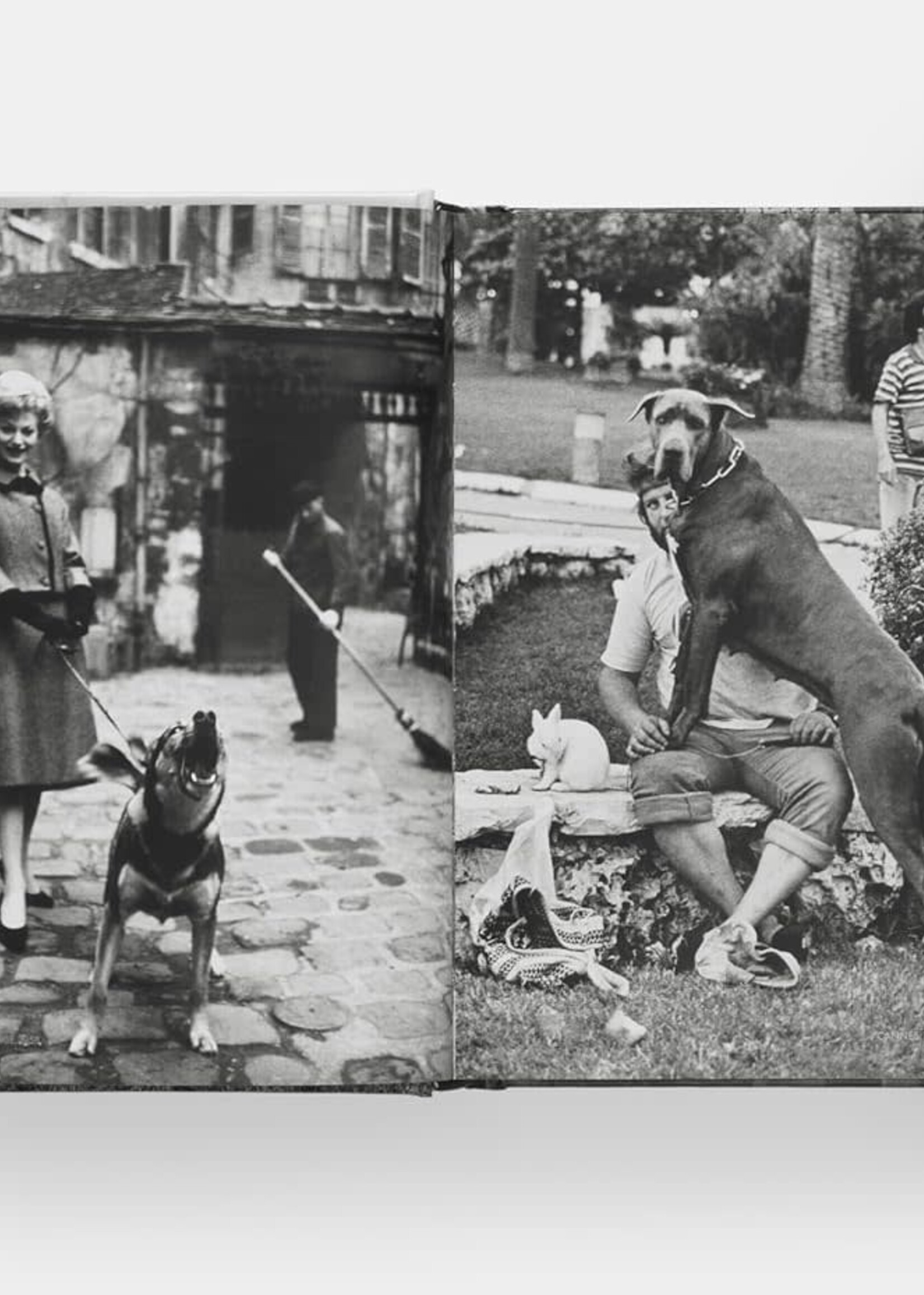 Books DogDogs