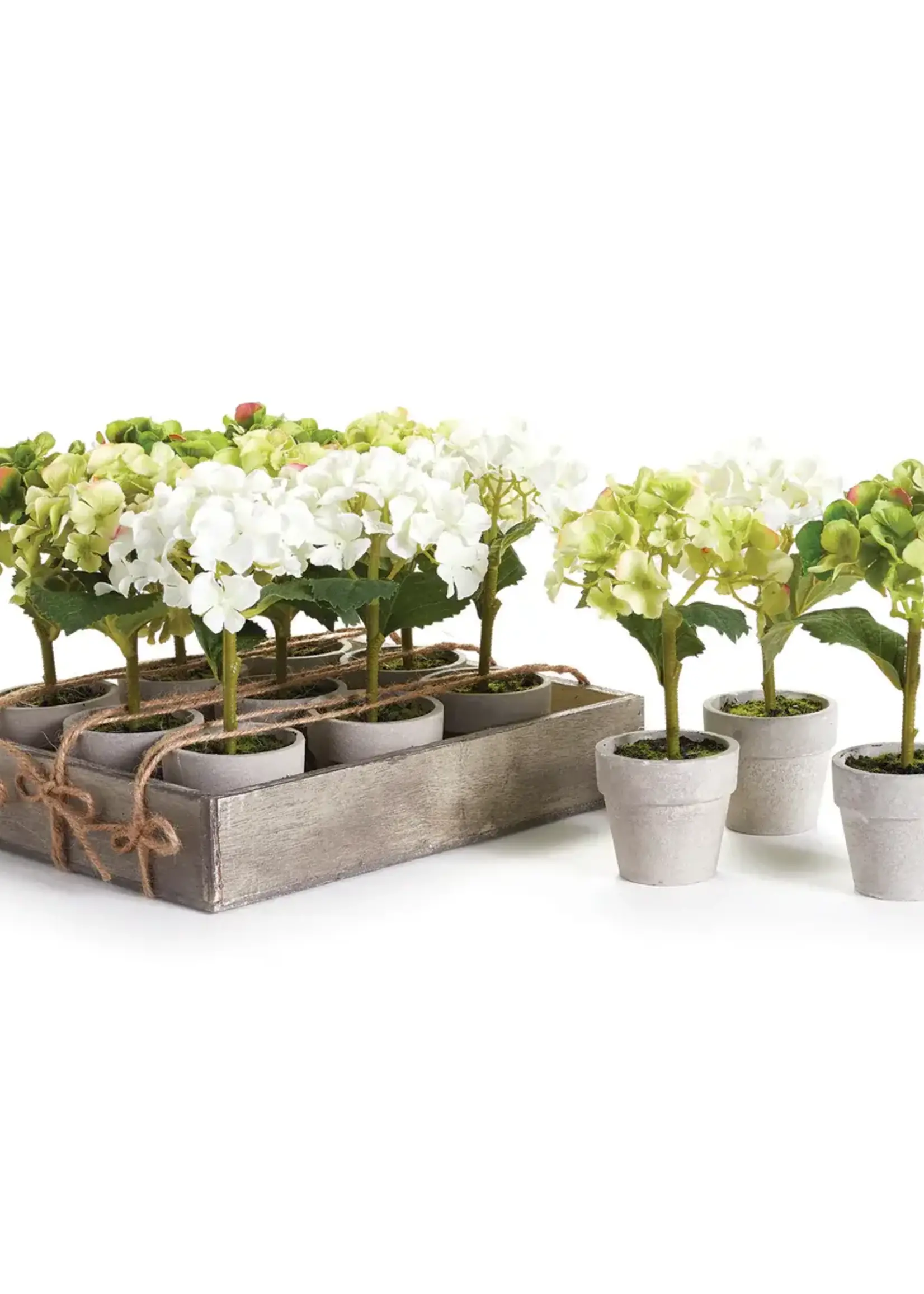Napa Napa - 7" Mini Potted Hydrangea GP418