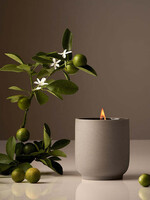 Homecourt Signature Candle |  Neroli Leaf - #CL095B019