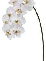 Winward 95161.WW ORCHID  PHALAENOPSIS  X8  37.5''  (TWO-,TONE)