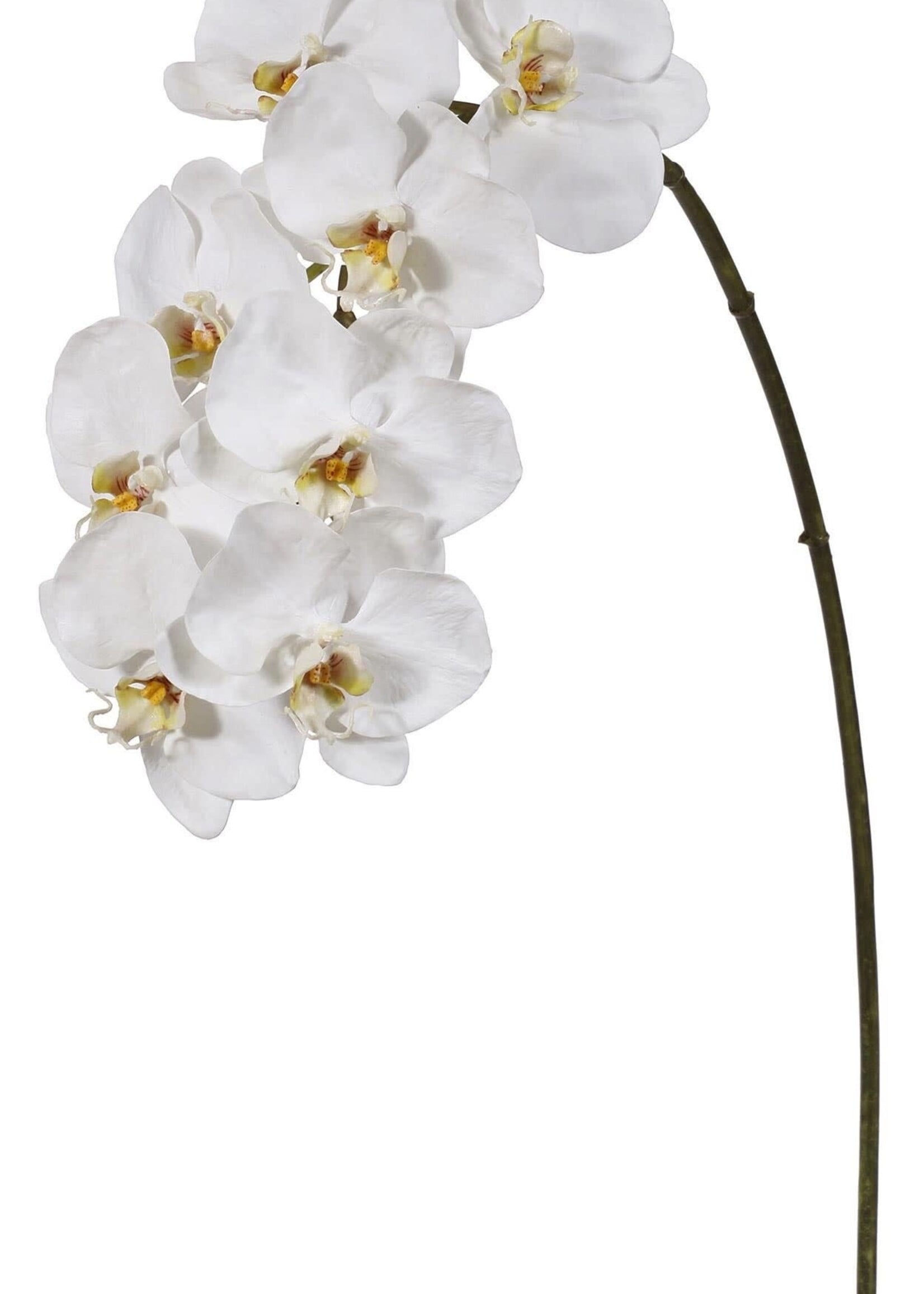 Winward 95161.WW ORCHID  PHALAENOPSIS  X8  37.5''  (TWO-,TONE)