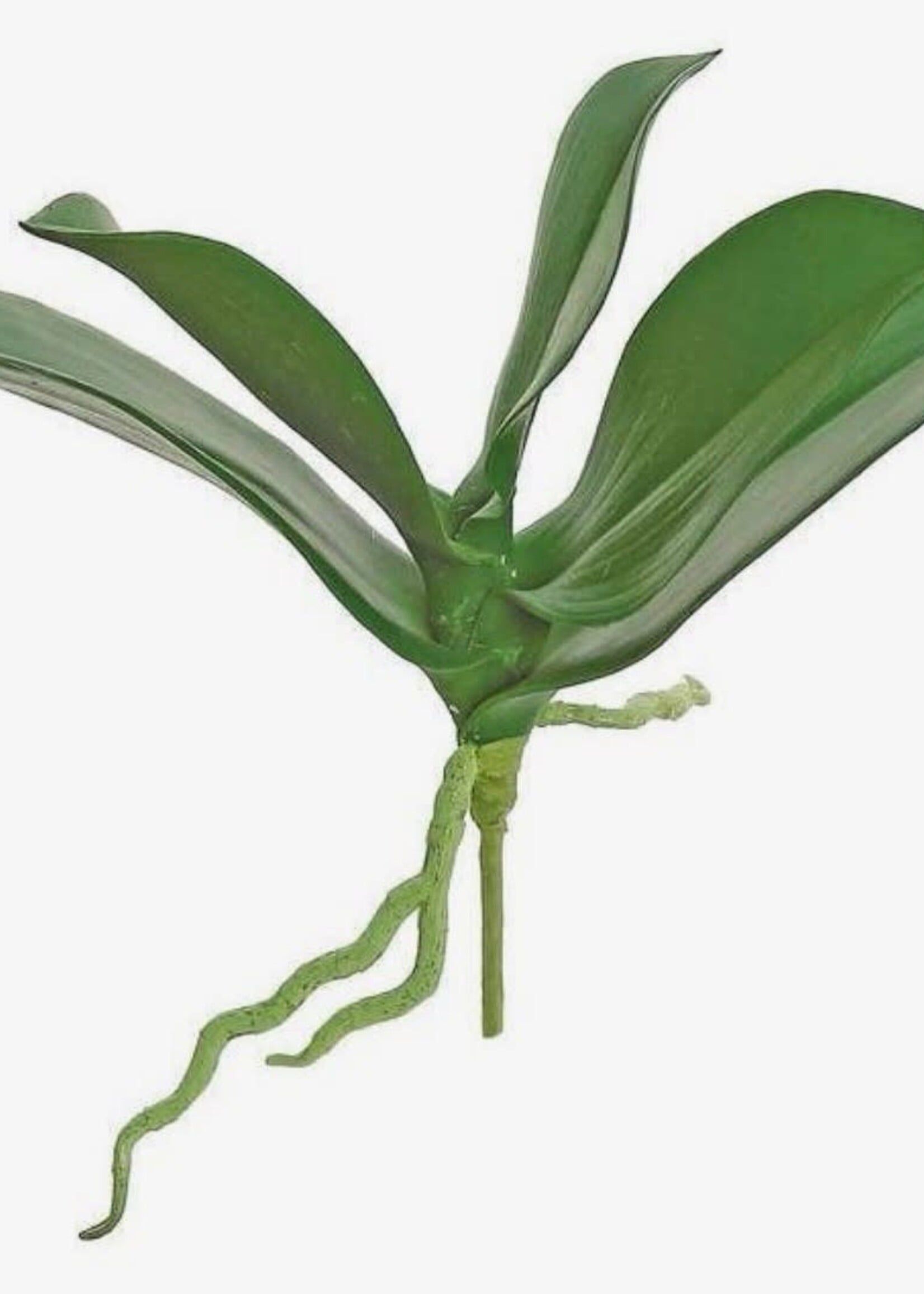 Select Artificials Phalaenopsis Orchid Leaf Plant, #FL3655/S-G