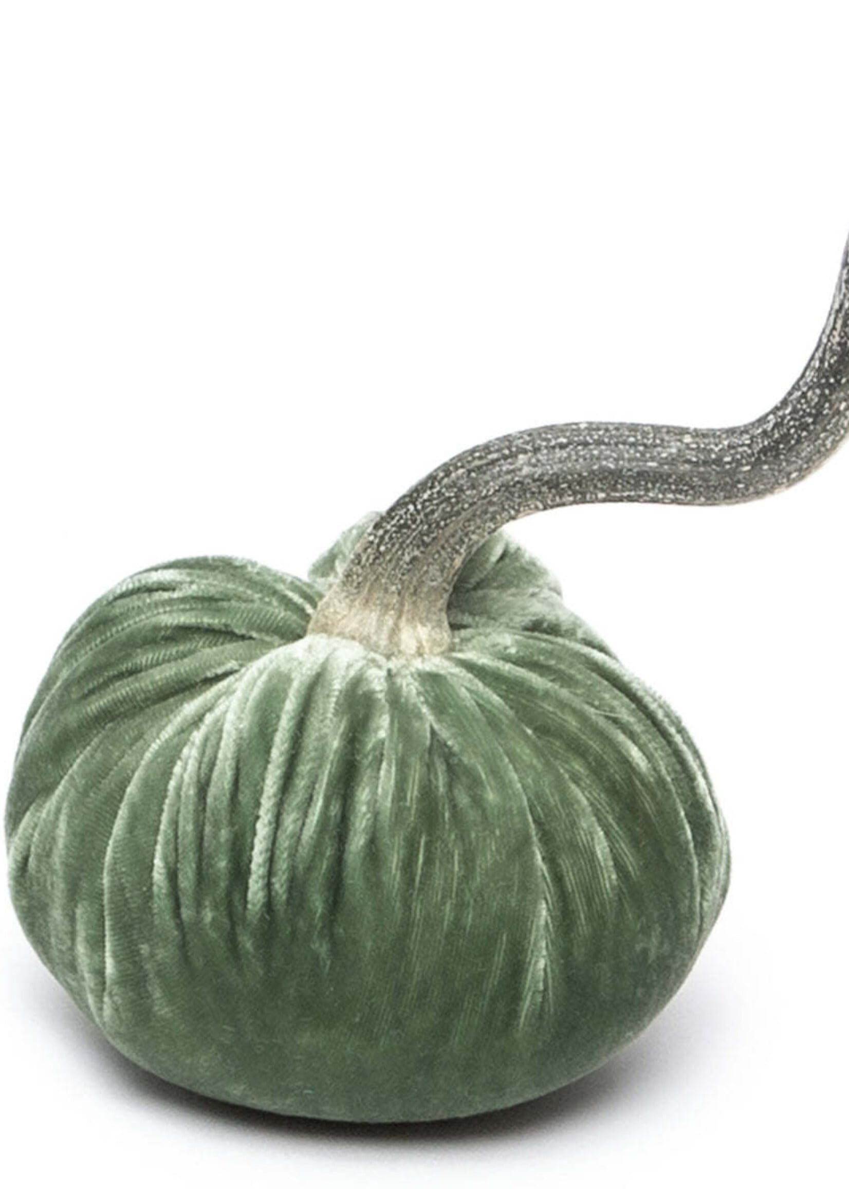 Hot Skwash Sage 3” Velvet Pumpkin