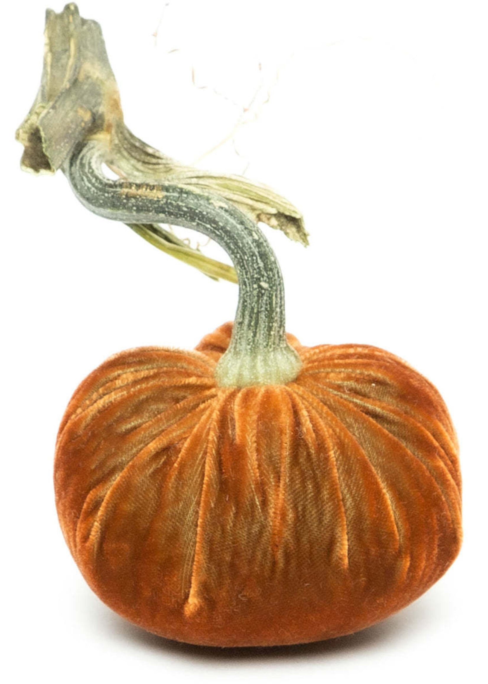 Hot Skwash Sandgreen 3” Velvet Pumpkin